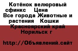 Котёнок велюровый сфинкс. › Цена ­ 15 000 - Все города Животные и растения » Кошки   . Красноярский край,Норильск г.